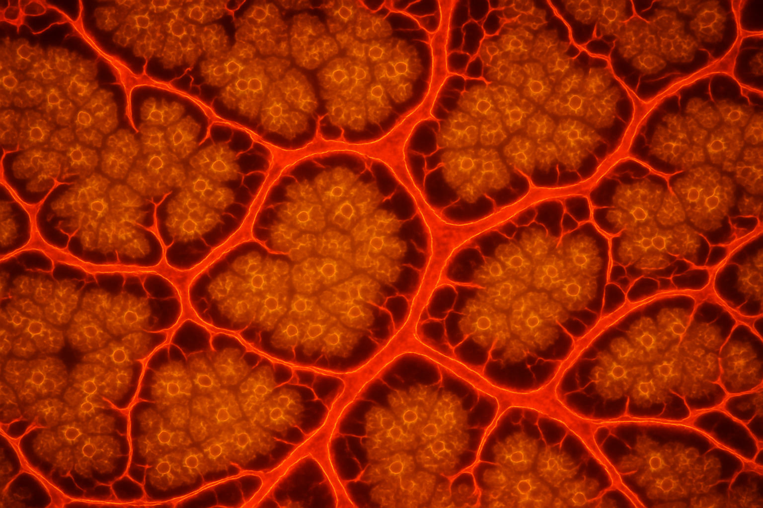 Liver Model